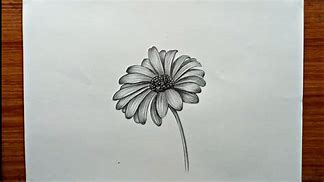 Image result for Hand Drawn Daisy Flower