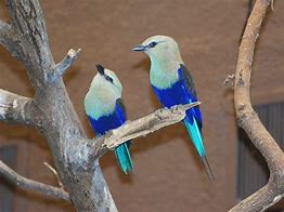 Image result for Blue-Bellied Roller