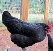 Image result for Blue Australorp Pullets 10 Weeks