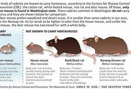 Image result for Mice Bite