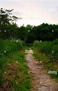 Image result for Forrest Core Path