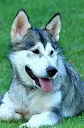 Image result for Perro Malamute