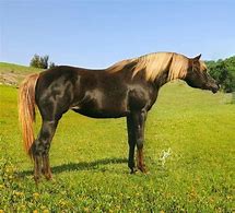 Image result for Liver Chestnut Horse