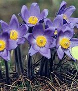 Image result for Tundra Flora