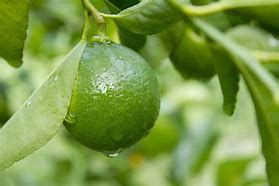 Image result for Key Lime Tree Thorns