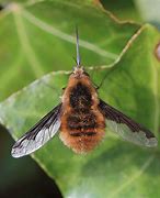 Image result for Flying Ant Bee