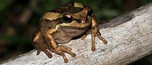 Image result for Brown Frog Britain