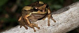 Image result for Flat Brown Frog