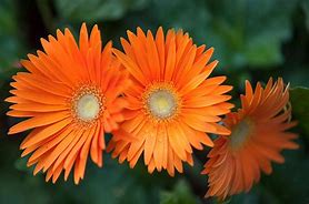 Image result for Daisy Seedlings