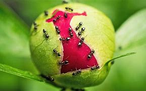 Image result for Beown Ants