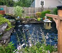 Image result for Bottom Feeder Fish for Koi Pond