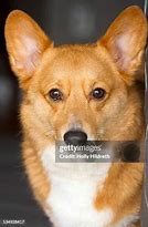 Image result for Sad Corgi