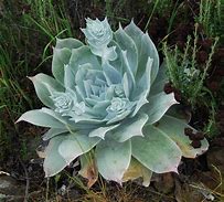 Image result for Dudleya Pulverulenta