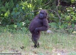 Image result for Stressed Monkey