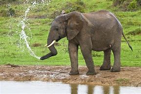 Image result for Elephant Spraying Water Drawing