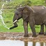 Image result for Elephant Spraying Water Drawing