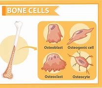 Image result for Bone Making Cells