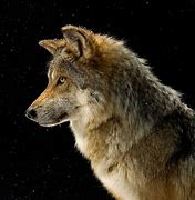 Image result for Hunder Wolf