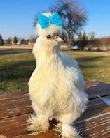 Image result for Sirok Chicken