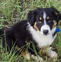 Image result for Australian Shepherd Dog