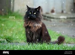 Image result for Small Black Cat in Long Grass