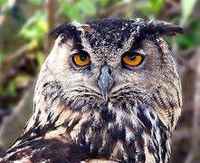 Image result for Owl Eye Camera