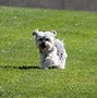 Image result for Maltese X Yorkie