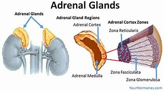 Image result for Where Are Adrenal Glands