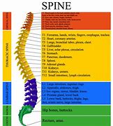 Image result for Spinal Chart Hand Out