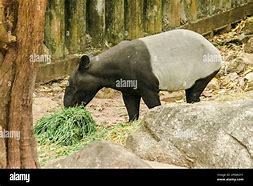 Image result for Tapir Lips