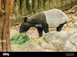 Image result for Tapir Lips