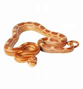 Image result for Corn Snake Arkansas