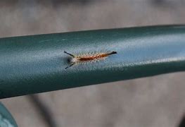 Image result for Douglas Fir Tussock Moth