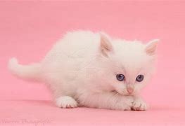 Image result for Pink Cat with Clear Background