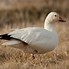 Image result for Snow Goose Decal