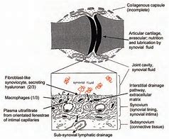 Image result for What Is Synovial Membrane