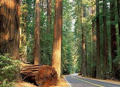 Image result for Sequoia National Park Views