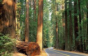 Image result for Sequoia National Park Animals