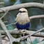 Image result for Blue-Bellied Roller