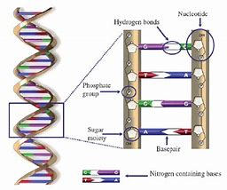 Image result for A Double Helix and a Polymer