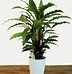 Image result for Dracena Multi