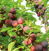 Image result for Plum Mayuki