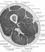 Image result for Posterior Cutaneous Nerve of Thigh