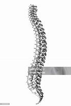 Image result for Human Spine Illustration