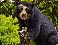 Image result for Peru Mammals