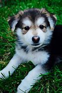 Image result for Husky Mix Dogs