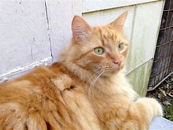 Image result for Red Ginger Cat