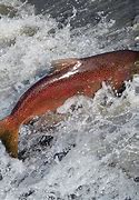 Image result for White Chinook Salmon