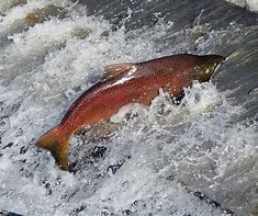 Image result for Fresh Chinook Salmon