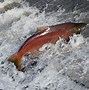 Image result for Picture of Chinook Salmon